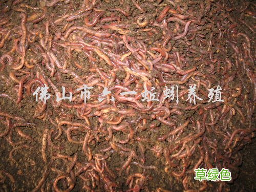 蚯蚓能做什么 蚯蚓作用与功效
