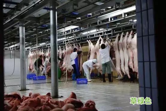 由“运猪”到“运肉”，生猪流通或将迎来大变局？ 猪怎么运-