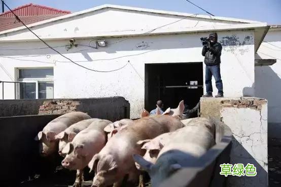 由“运猪”到“运肉”，生猪流通或将迎来大变局？ 猪怎么运-