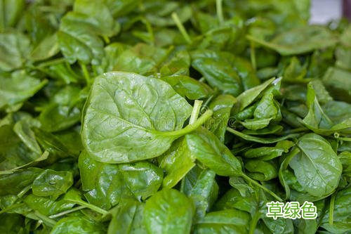 猪油菠菜功效与作用 菠菜功效与作用