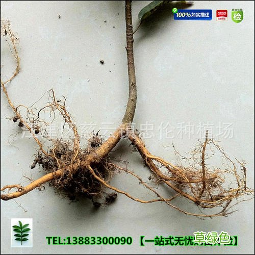 珍黄胶囊的功效与作用 黄葛作用与功效