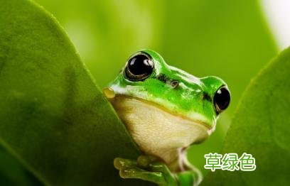 原来人也属于“五虫”之一。“蟹”的含义是什么？田老头螃蟹百科 螃蟹寓意什么