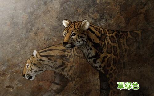 华南虎、东北虎……你知道生肖虎的原型是哪种虎吗? 虎加兔念什么