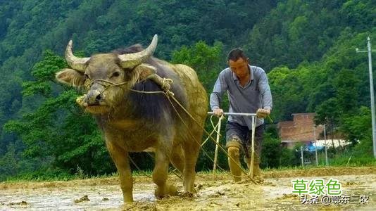 农村俗语“辛丑稻麦丰，牛也不吃草”，啥意思？ 辛卯日属什么