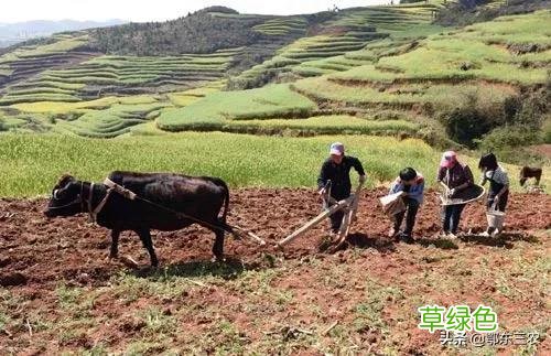 农村俗语“辛丑稻麦丰，牛也不吃草”，啥意思？ 辛卯日属什么