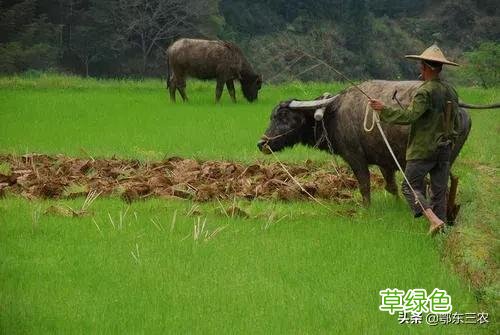 农村俗语“辛丑稻麦丰，牛也不吃草”，啥意思？ 辛卯日属什么