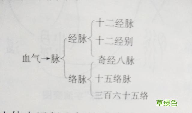 “脉”是怎样分化为“经”、“络”等名称的？ 络字怎么写
