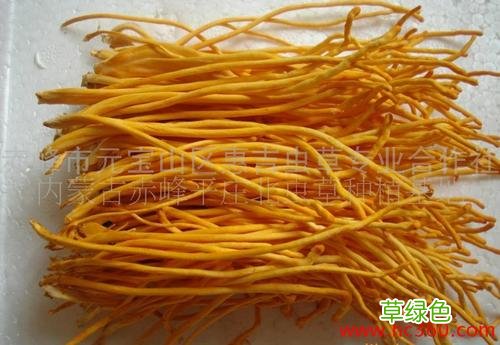 虫草花可以和鸡一起吃吗 冬虫夏草花能吃吗