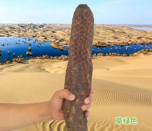 猪腰补什么功效与作用 补电功效与作用