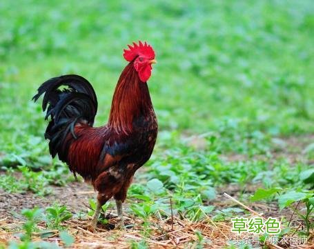 4大生肖五行藏金，中年后有财有库，下半生富足有定数 金是什么生肖