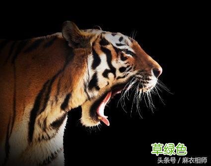 4大生肖五行藏金，中年后有财有库，下半生富足有定数 金是什么生肖