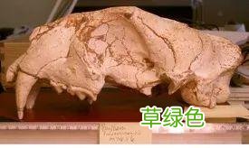 虎年的虎：我从哪里来，要到哪里去？ -t属什么