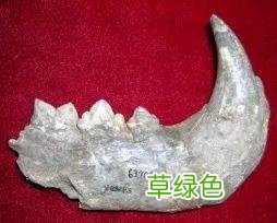 虎年的虎：我从哪里来，要到哪里去？ -t属什么