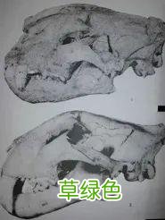 虎年的虎：我从哪里来，要到哪里去？ -t属什么