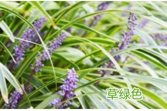 麦冬的功效与作用的功能与主治 麦冬作用与功效