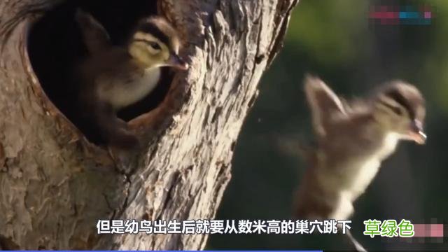 汉字探源：隹字衍生字難字本义是什么？ 佳字怎么样
