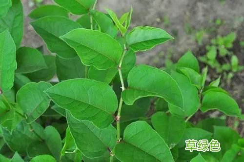 虎杖的功效与作用 虎仗作用与功效