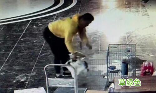 凌晨，杭州外卖小哥顺走熊猫兔！理由：我属兔…… 33属兔什么