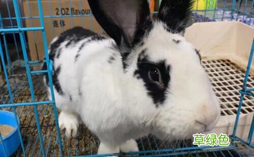 凌晨，杭州外卖小哥顺走熊猫兔！理由：我属兔…… 33属兔什么