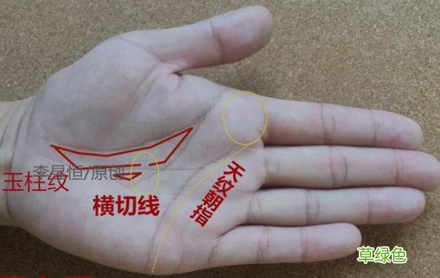 手相中玉柱纹出现横切线，容易创业失利、破财！ 什么叫玉柱线