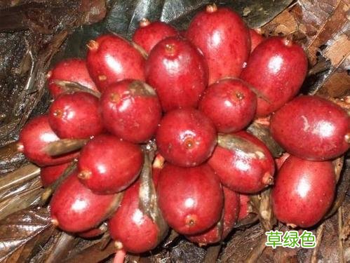 草果功效与作用的功能与主治 草果功效与作用