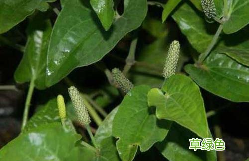 凝好凝胶的作用与功效 凝的作用与功效