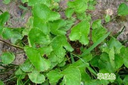 凝好凝胶的作用与功效 凝的作用与功效