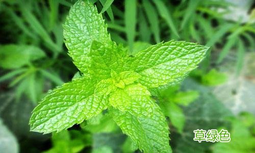 生薄荷叶的功效与作用 薄荷作用与功效