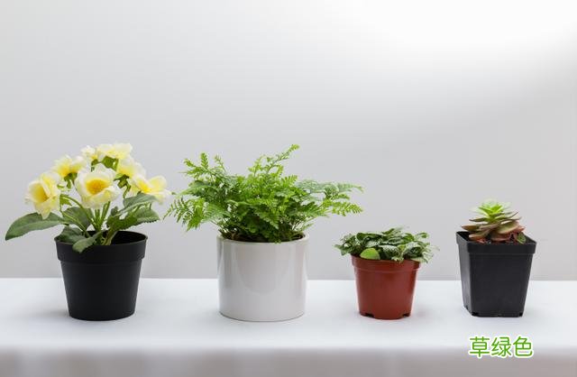 家里种这6种植物,不仅旺财挡灾还能增添福禄,财运挡不住 什么对风水好