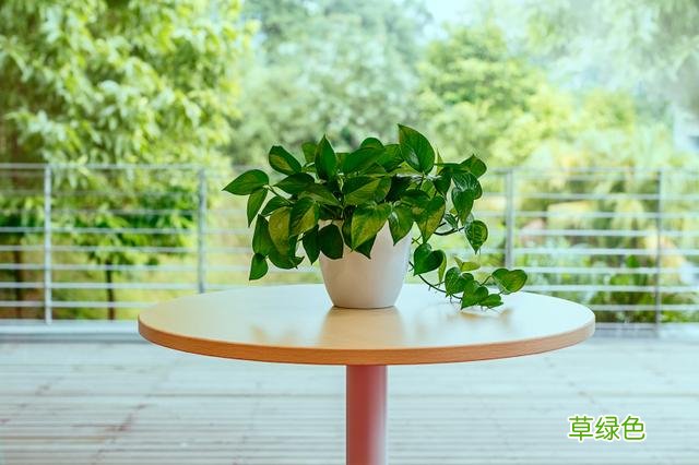 家里种这6种植物,不仅旺财挡灾还能增添福禄,财运挡不住 什么对风水好