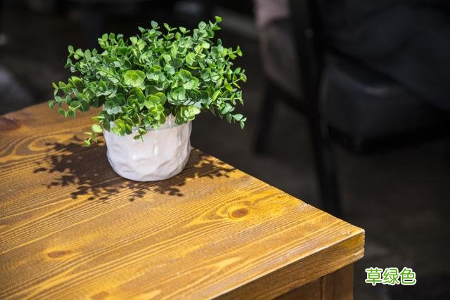 家里种这6种植物,不仅旺财挡灾还能增添福禄,财运挡不住 什么对风水好