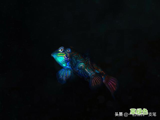 在妈妈拍丝瓜岛遇到麒麟鱼，两个好听的名字，一段难忘的奇遇 什么岛好听
