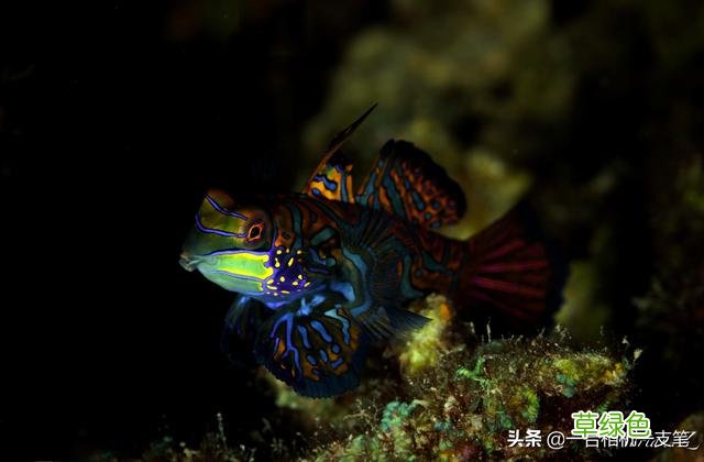 在妈妈拍丝瓜岛遇到麒麟鱼，两个好听的名字，一段难忘的奇遇 什么岛好听