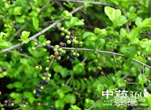 麦芽的功效与作用 凹牙功效与作用
