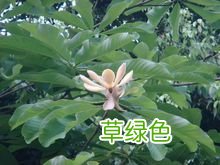 麦芽的功效与作用 凹牙功效与作用