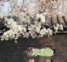 「无为子说风水」八字里的桃花为何会带劫煞? 劫煞怎么办