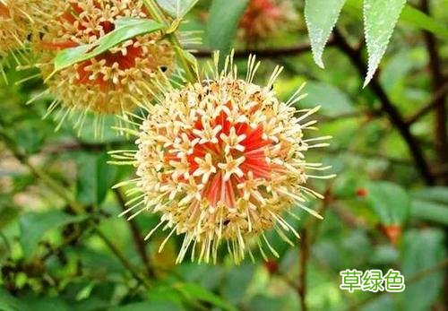 钩滕的功效与作用 钩腾作用与功效