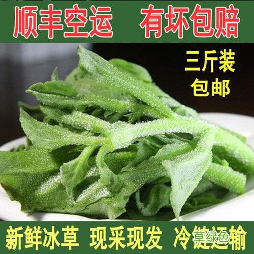 冰草功效与作用及禁忌 冰草功效与作用