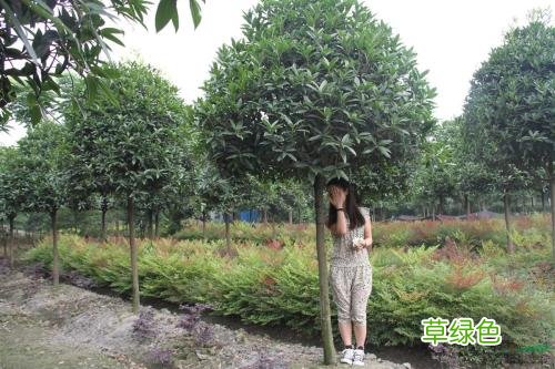 官桂的功效与作用 桂精作用与功效