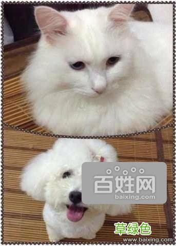 猫咪短毛和中长毛和长毛有什么区别吗 中长毛猫咪和长毛猫