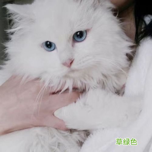 猫咪短毛和中长毛和长毛有什么区别吗 中长毛猫咪和长毛猫