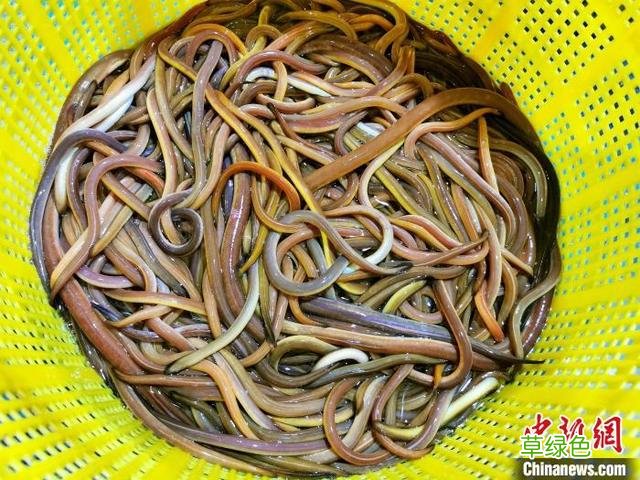 血鳝：广东侨乡台山人冬日“暖身”进补的优选 丁什么米取名