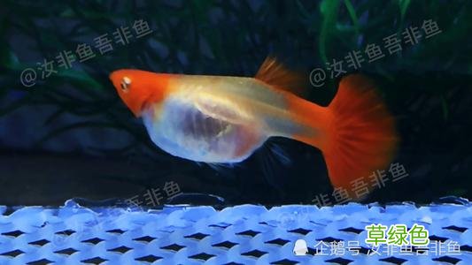 孔雀鱼缸里有蜗牛好不好 孔雀鱼缸有粘膜