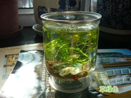 孔雀鱼缸里有蜗牛好不好 孔雀鱼缸有粘膜