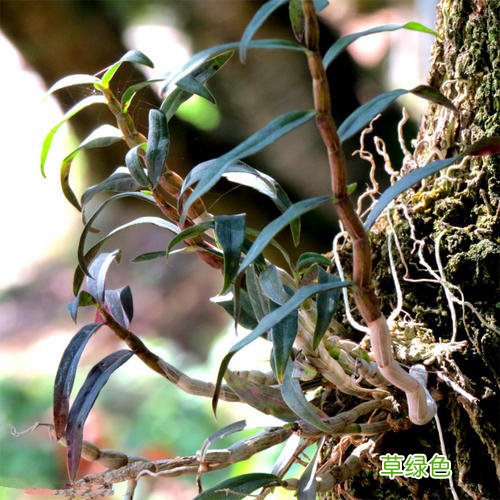 石斛防虫用哪种药物 干石斛如何防虫
