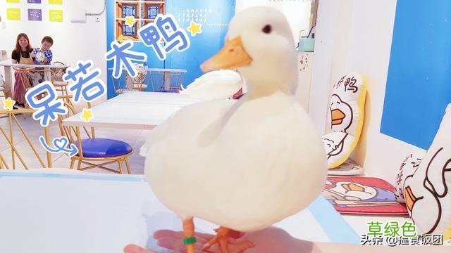 佛山探店｜走！带你去“鸭店”涨见识 什么鸭店名