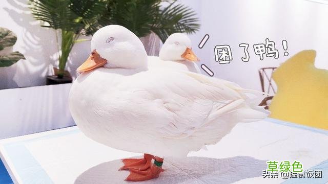 佛山探店｜走！带你去“鸭店”涨见识 什么鸭店名