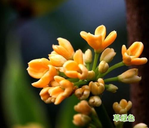桂支的功效与作用的功能与主治 桂精作用与功效