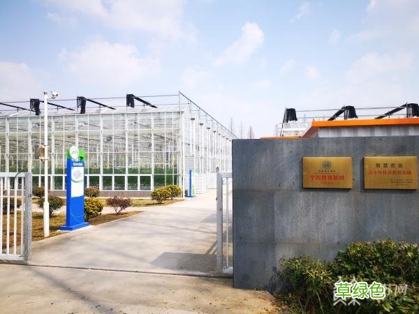 冰草苦苣宝塔菜......冷门蔬菜热销 这些特种菜您见过吗？ 名字带菜的