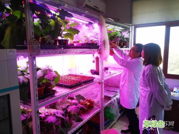 冰草苦苣宝塔菜......冷门蔬菜热销 这些特种菜您见过吗？ 名字带菜的